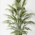 AV Indoor Plants Set 397 Zamiifolia and Giant Monstera and Dracaena Warneckii Lemon and Areca Palm - Thumbnail 9