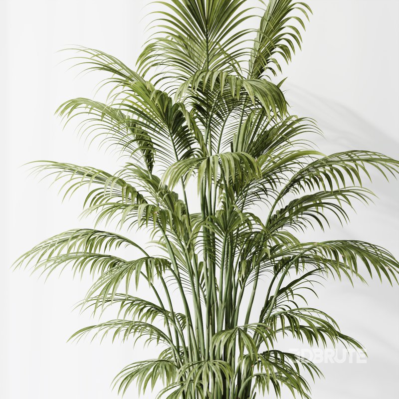 AV Indoor Plants Set 397 Zamiifolia and Giant Monstera and Dracaena Warneckii Lemon and Areca Palm Image 9