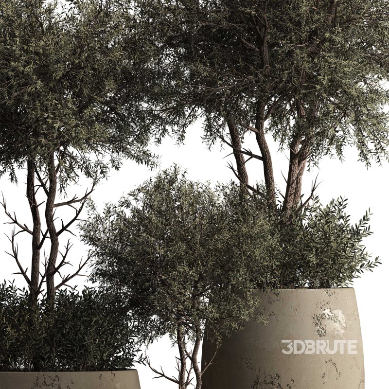 Indoor plant 074 Image 6