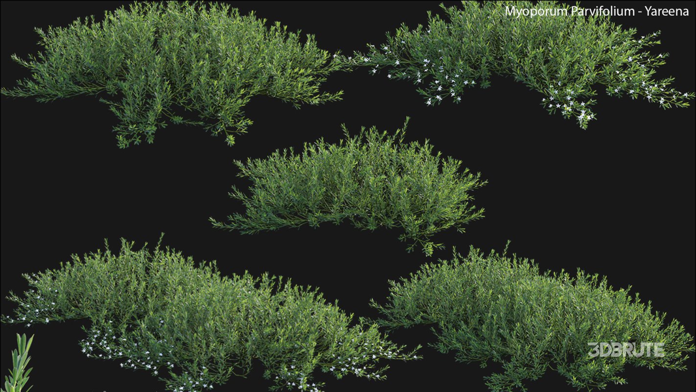 Collection 22 – Australian Plants Image 10