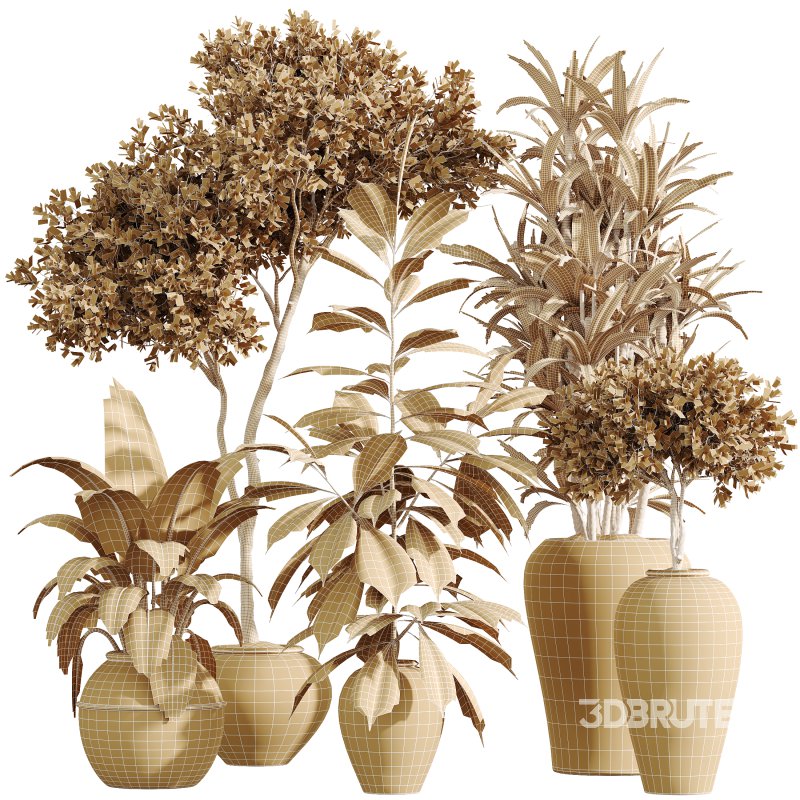 AV Indoor Plants Set 399 Olive and Dracaena Warneckii and Ficus Cyathistipula and Ficus Elastica Image 9