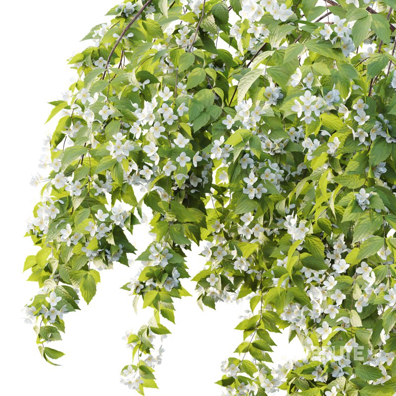 Philadelphia Bush 05 Image 4