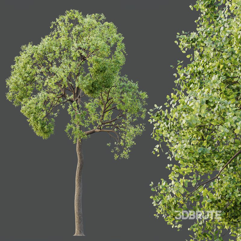 AV Teak Tectona Grandis Tree and Shorea Robusta Sal Tree Image 5