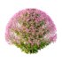 Spirea Japonica Bush 07 - Thumbnail 5