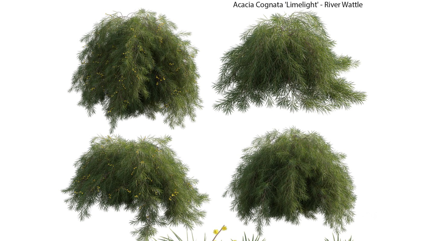 Collection 22 – Australian Plants Image 23