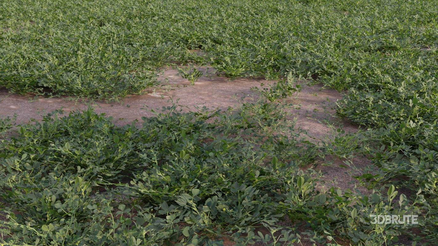 Collection 18 – Chinese garden Image 21