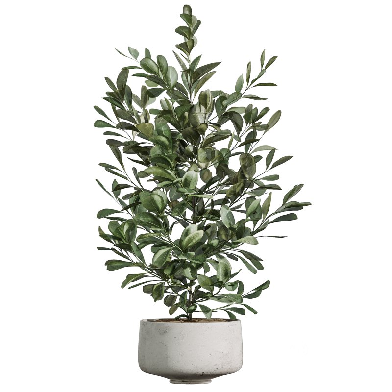 AV Indoor Plants Set 381 Rhapis Palm and Green Sansevieria and Ficus Microcarpa and Olive Eucalyptus Image 3