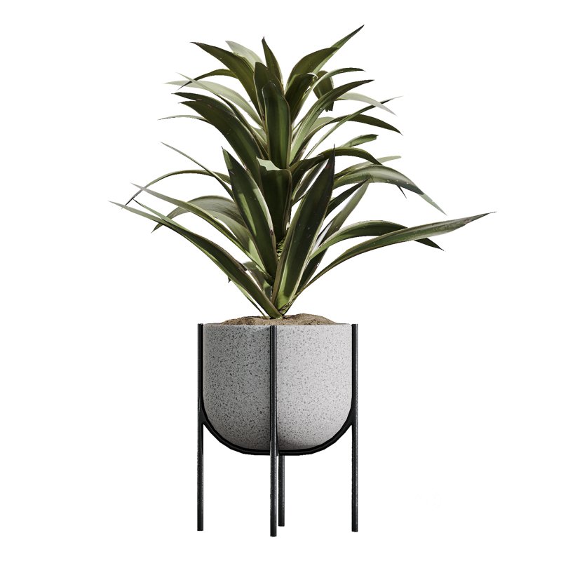 AV Indoor Plants Set 373 Japandi Decorative and Dracaena Warnecki and Ficus microcarpa and Schefflera Arboricola Image 1
