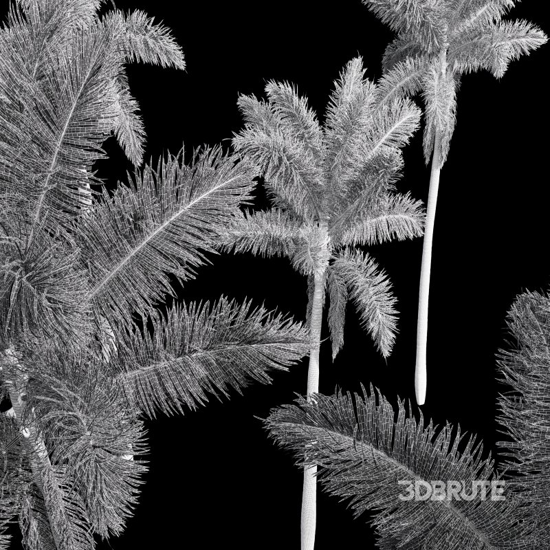 AV Roystonea Regia trees Image 8