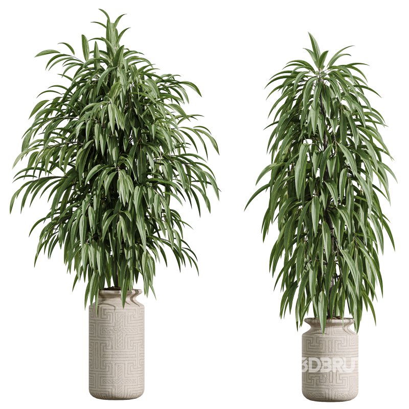 AV Indoor Plants Set 376 Arbequina Olive and Ficus Binnendijkii and Euphorbia Drupifera Image 5