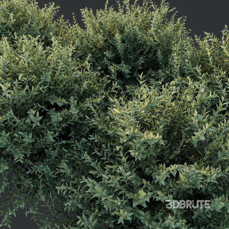 AV Montra Olive Bush and Gray Box Westringia Fruticosa Coastal Rosemary Image 5