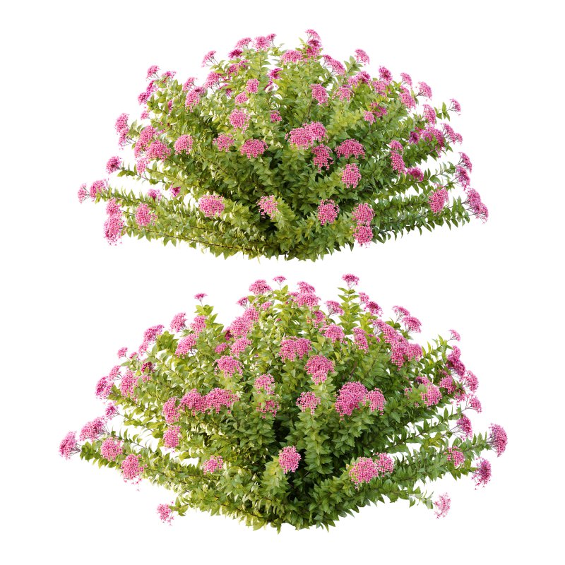 Spirea Japonica Bush 09 Image 2