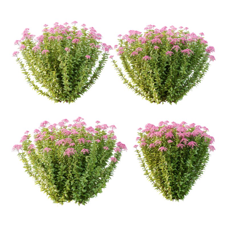 Spirea Japonica Bush 05 Image 1