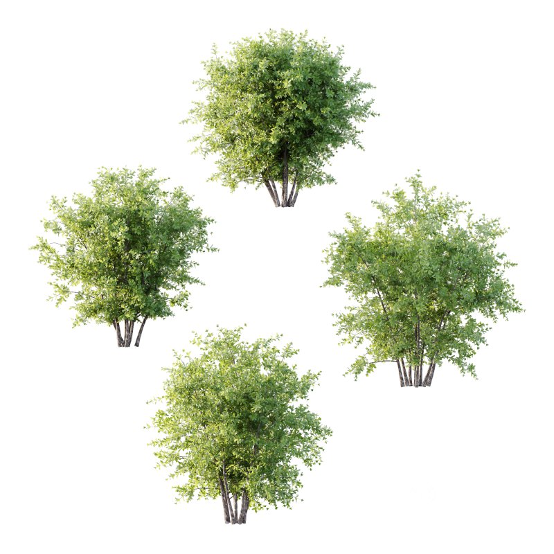 Leucophyllum frutescens Bush 05 Image 4