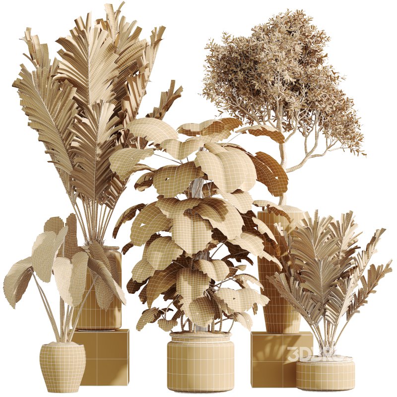 AV Indoor Plants Set 394 Cyara Palm and Mission olive and Elegant Monstera and Cunjevoi Alocasia Image 6