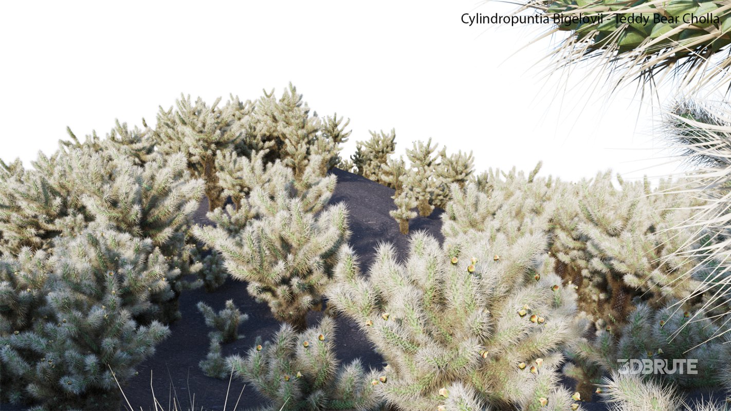 Collection 23 – Mexican Plants Image 19