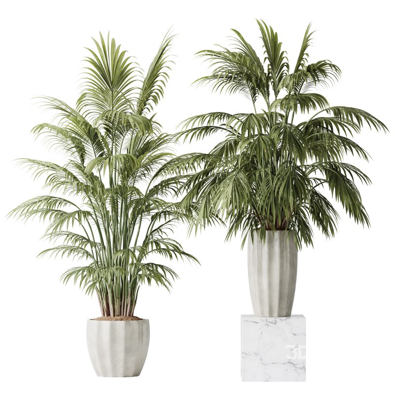 AV Indoor Plants Set 397 Zamiifolia and Giant Monstera and Dracaena Warneckii Lemon and Areca Palm Image 2