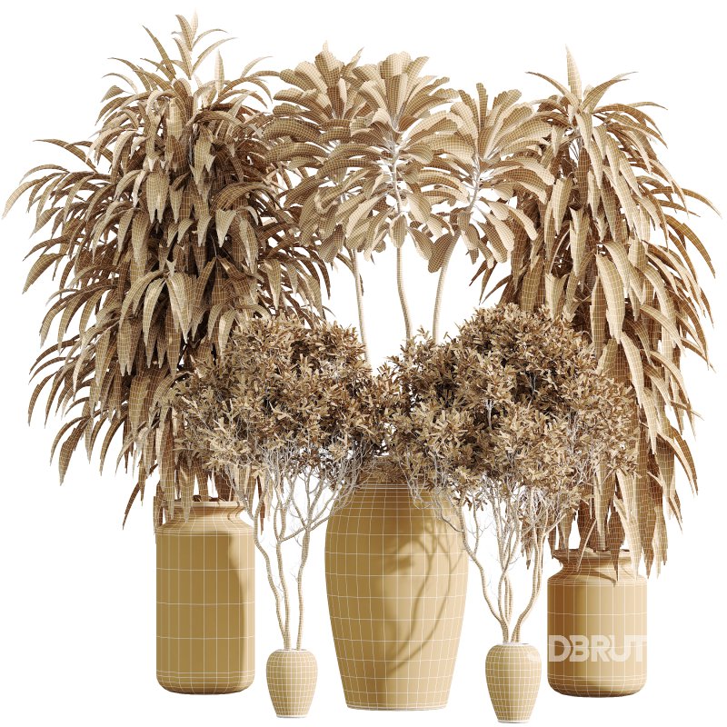 AV Indoor Plants Set 376 Arbequina Olive and Ficus Binnendijkii and Euphorbia Drupifera Image 8