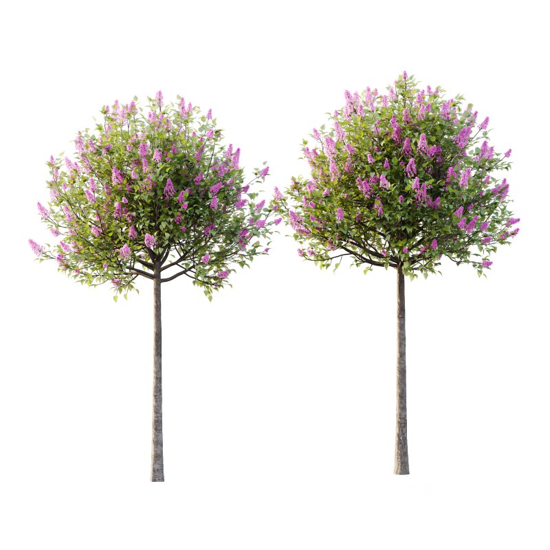 Lilac Syringa Vulgaris Tree 01 Image 1