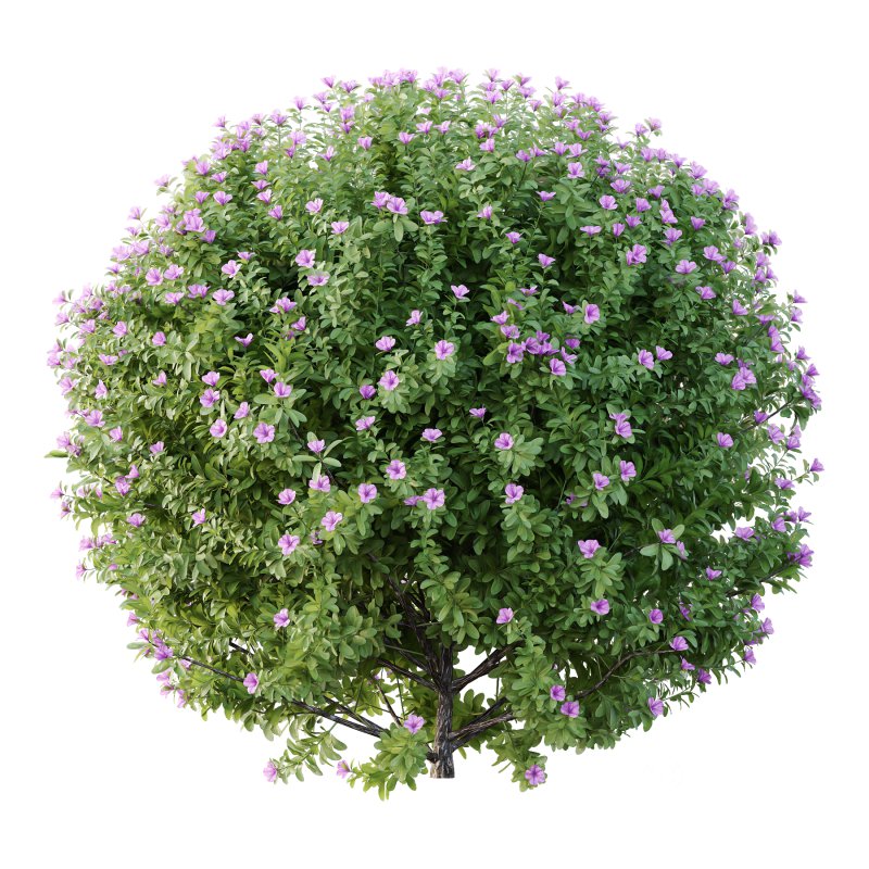 Leucophyllum frutescens Bush 09 Image 1