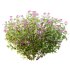 Spirea Japonica Bush 01 - Thumbnail 4