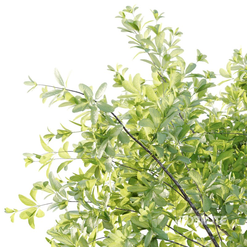 Leucophyllum frutescens Bush 05 Image 6