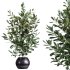 AV Indoor Plants Set 373 Japandi Decorative and Dracaena Warnecki and Ficus microcarpa and Schefflera Arboricola - Thumbnail 4