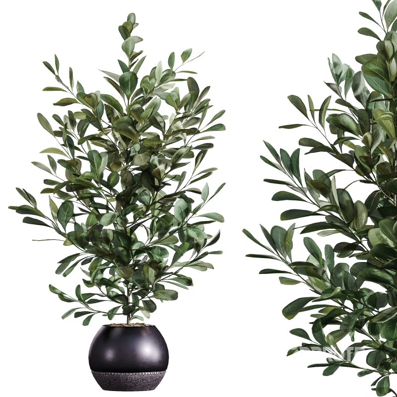 AV Indoor Plants Set 373 Japandi Decorative and Dracaena Warnecki and Ficus microcarpa and Schefflera Arboricola Image 4