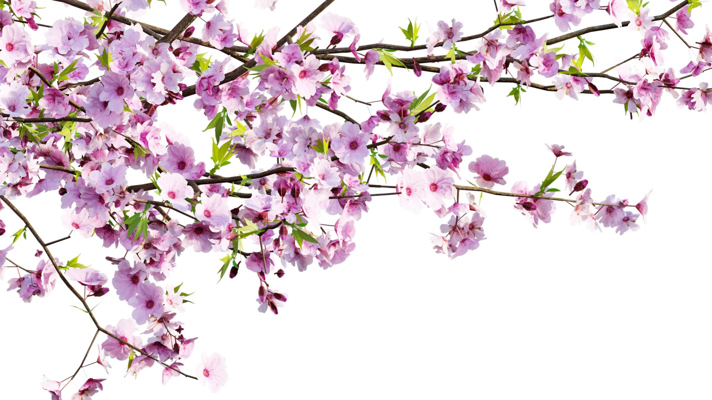 Collection 18 – Chinese garden Image 29