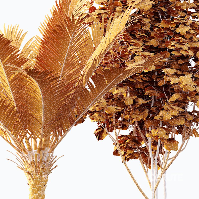 AV Phoenix Dactylifera Date Jurassic Palm Tree and Ash Maple Tree Image 12