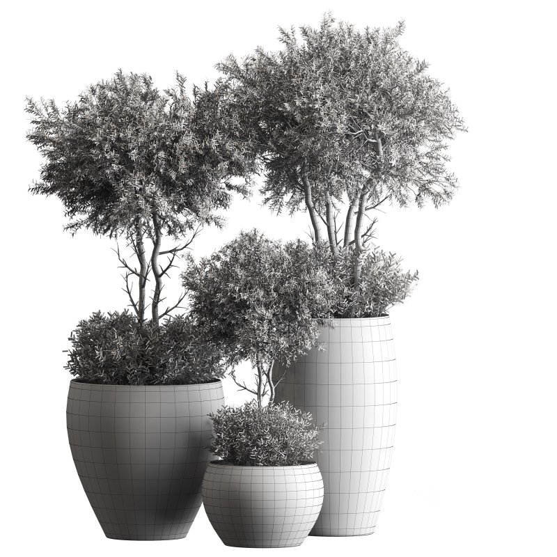 Indoor plant 074 Image 5