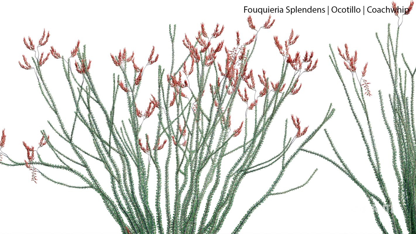 Collection 23 – Mexican Plants Image 22