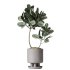 AV Indoor Plants Set 374 Ficus Elastica and Euphorbia Drupifera and Olive Artificial and Snake Sansevieria - Thumbnail 4