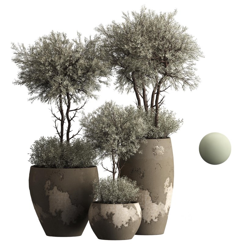 Indoor plant 074 Image 4