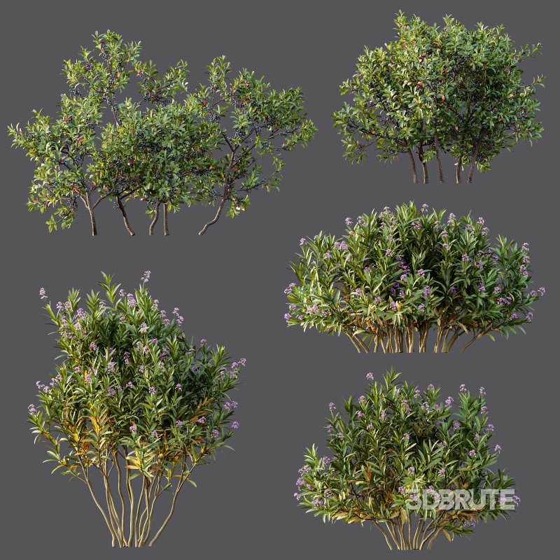 AV Nerium Oleander Laurier Kaner Rose Pink and Myrica Morella Pennsylvania Bayberry Candleberry Northern Fruit Image 8