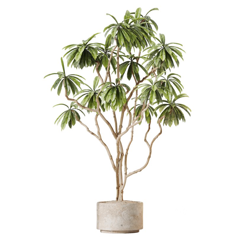 AV Indoor Plants Set 378 Arbequina Olive and Ficus Cyathistipula and Areca Palm Image 5