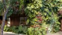 Collection 21 – Vertical garden – Green wall - Thumbnail 2