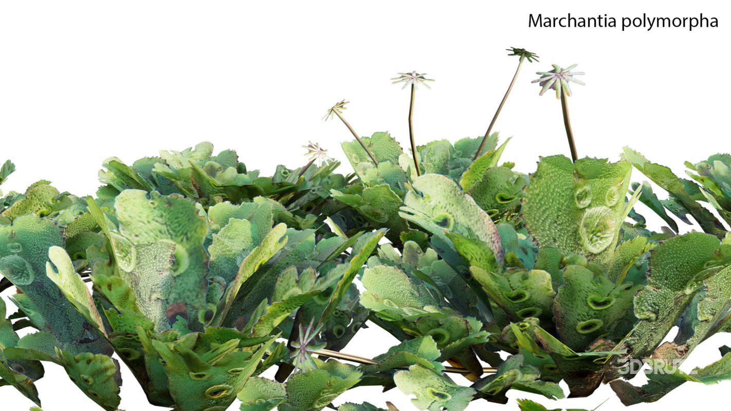 Collection 21 – Vertical garden – Green wall Image 11