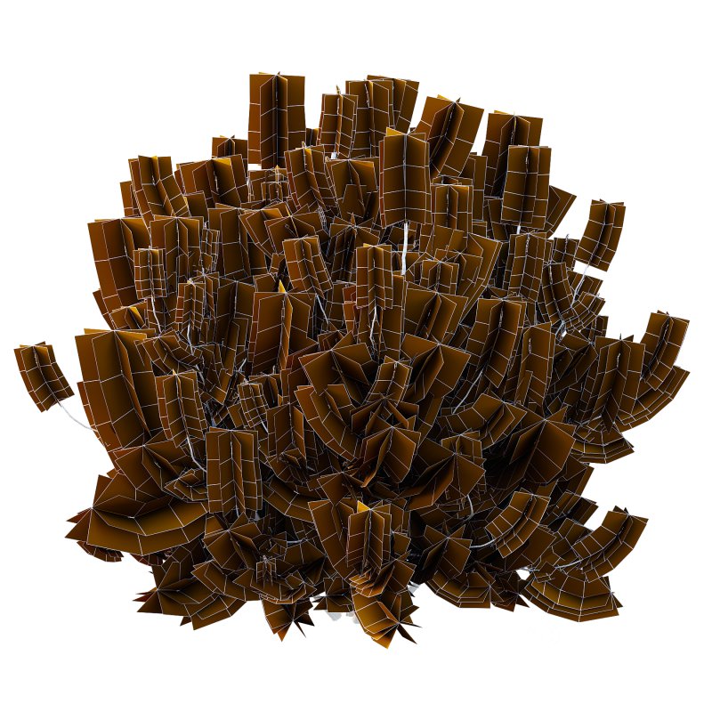 Pinus Mugo plant 01 Image 3