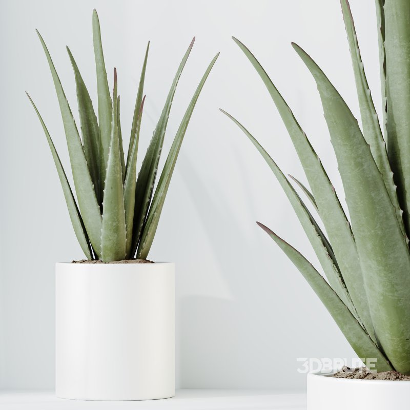 AV Indoor Plants Set 387 Aloe Vera and Olive and Peace Lily and Deliciosa Large Leaf Image 4