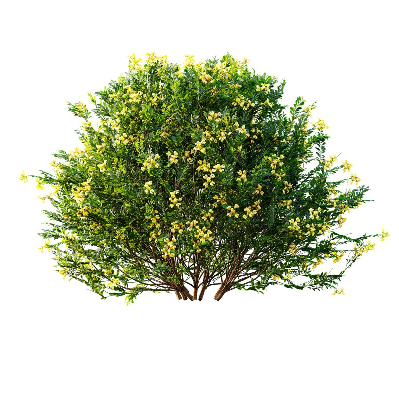 ntal shrubs, designed with botanical precision for photorealistic exterior rendering. Image 6