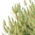 Pinus Mugo plant 04 - Thumbnail 7