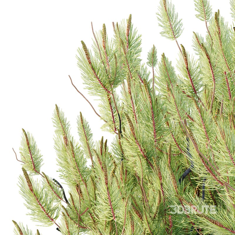 Pinus Mugo plant 04 Image 7