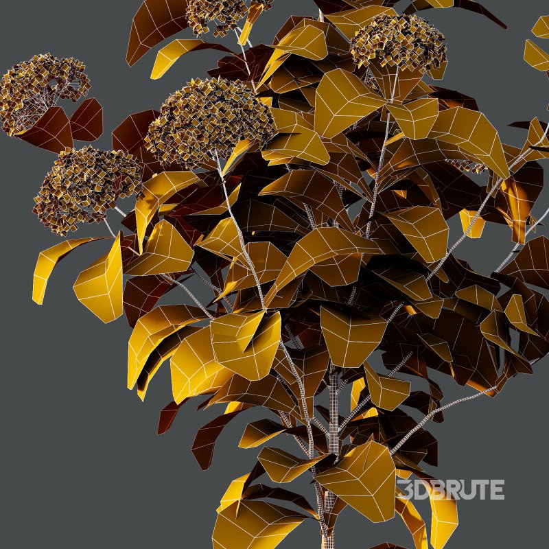 hydrangea arborescens Bush 09 Image 7