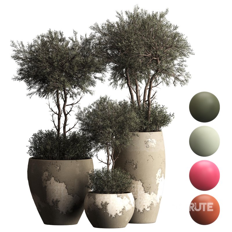 Indoor plant 074 Image 1