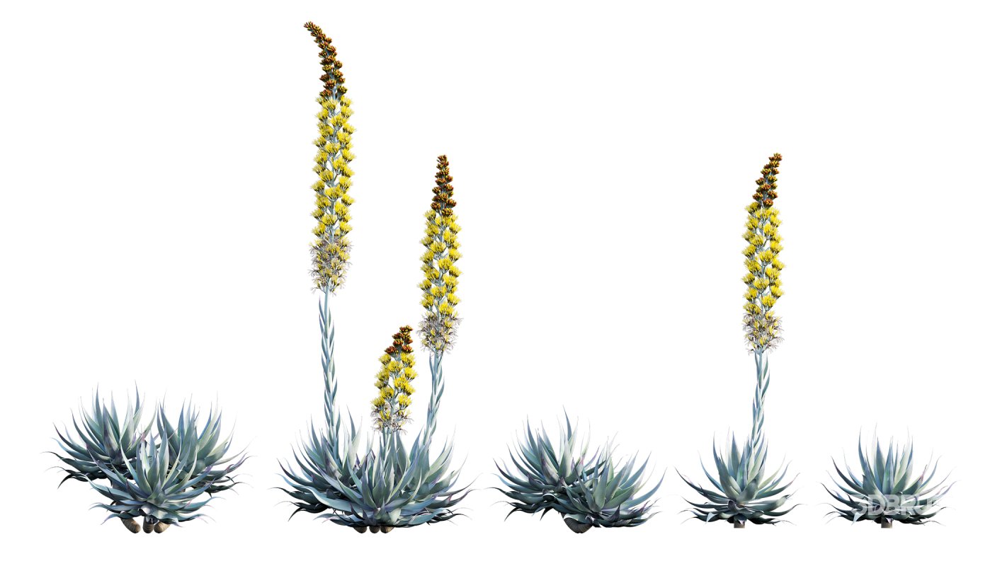 Collection 22 – Australian Plants Image 17