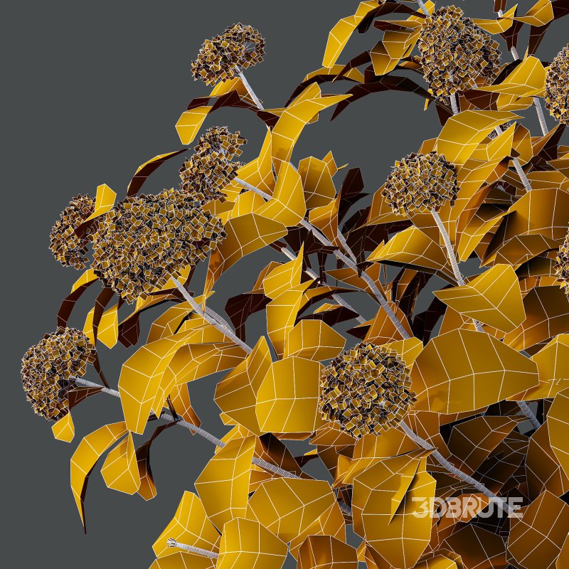 hydrangea arborescens Bush 08 Image 4