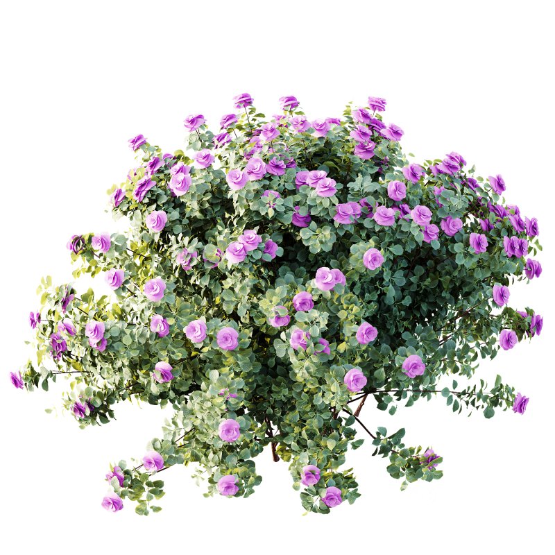 AV Plants Climbing Roses Bush Image 1