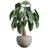AV Indoor Plants Set 386 Warneckii Lemon and Ficus Cyathistipula and Cunjevoi Jardin and Olive Eucalyptus - Thumbnail 1