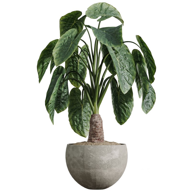 AV Indoor Plants Set 386 Warneckii Lemon and Ficus Cyathistipula and Cunjevoi Jardin and Olive Eucalyptus Image 1
